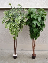 042 Veštačka stabla bendžamina